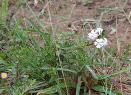 Imagem de Chascanum cuneifolium (L. fil.) E. Mey.