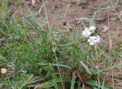 Imagem de Chascanum cuneifolium (L. fil.) E. Mey.