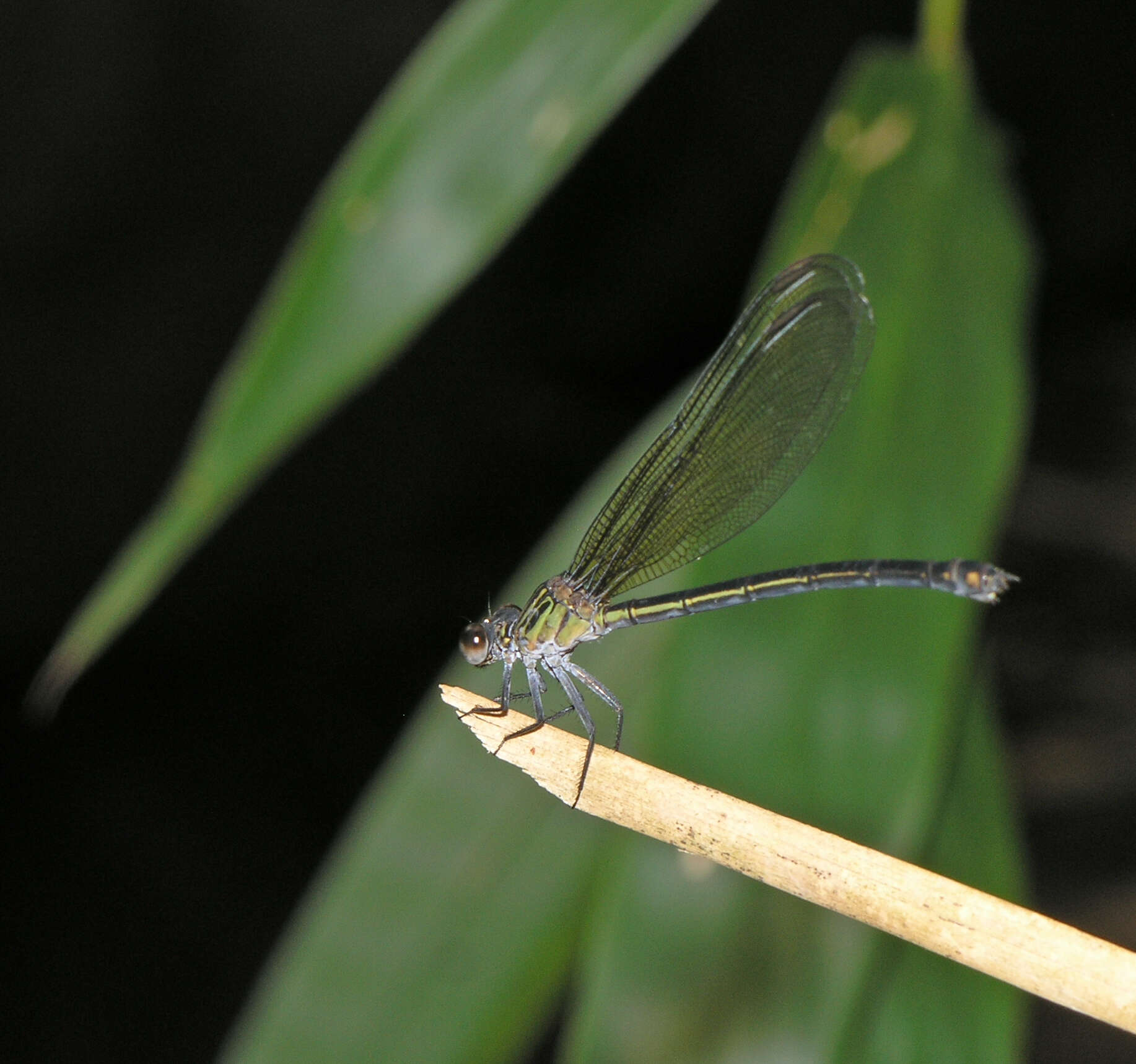 Image of Euphaea masoni Selys 1879