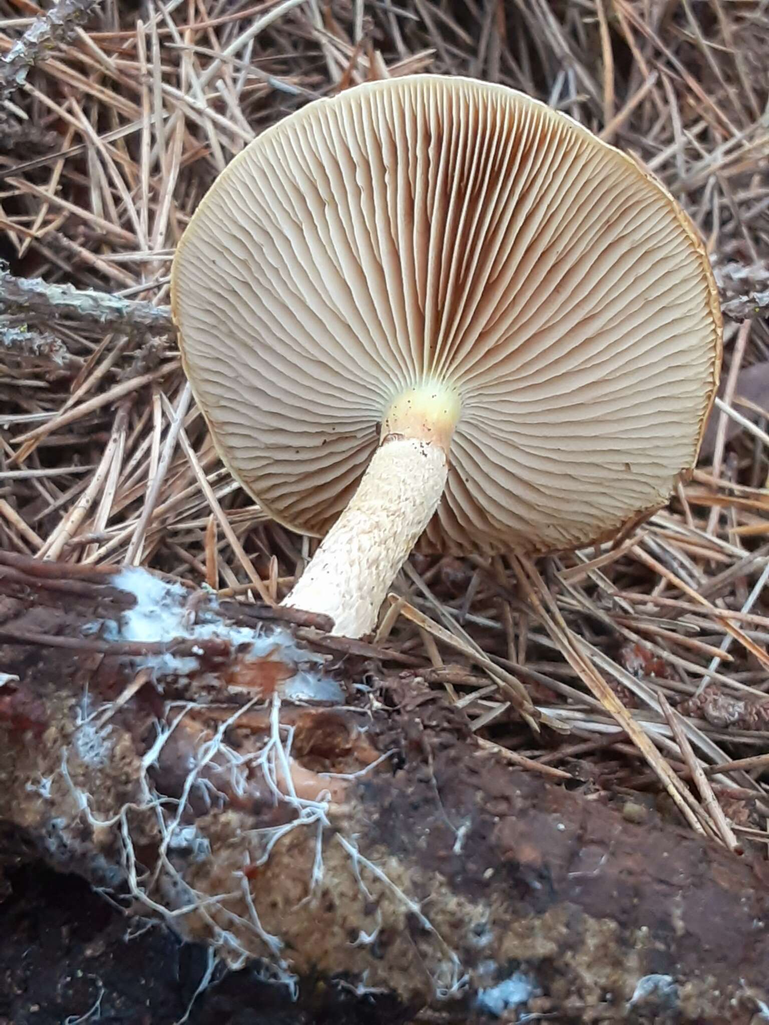 Image of Pholiota velaglutinosa A. H. Sm. & Hesler 1968