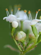 Image of Contarinia viburnorum Kieffer 1913