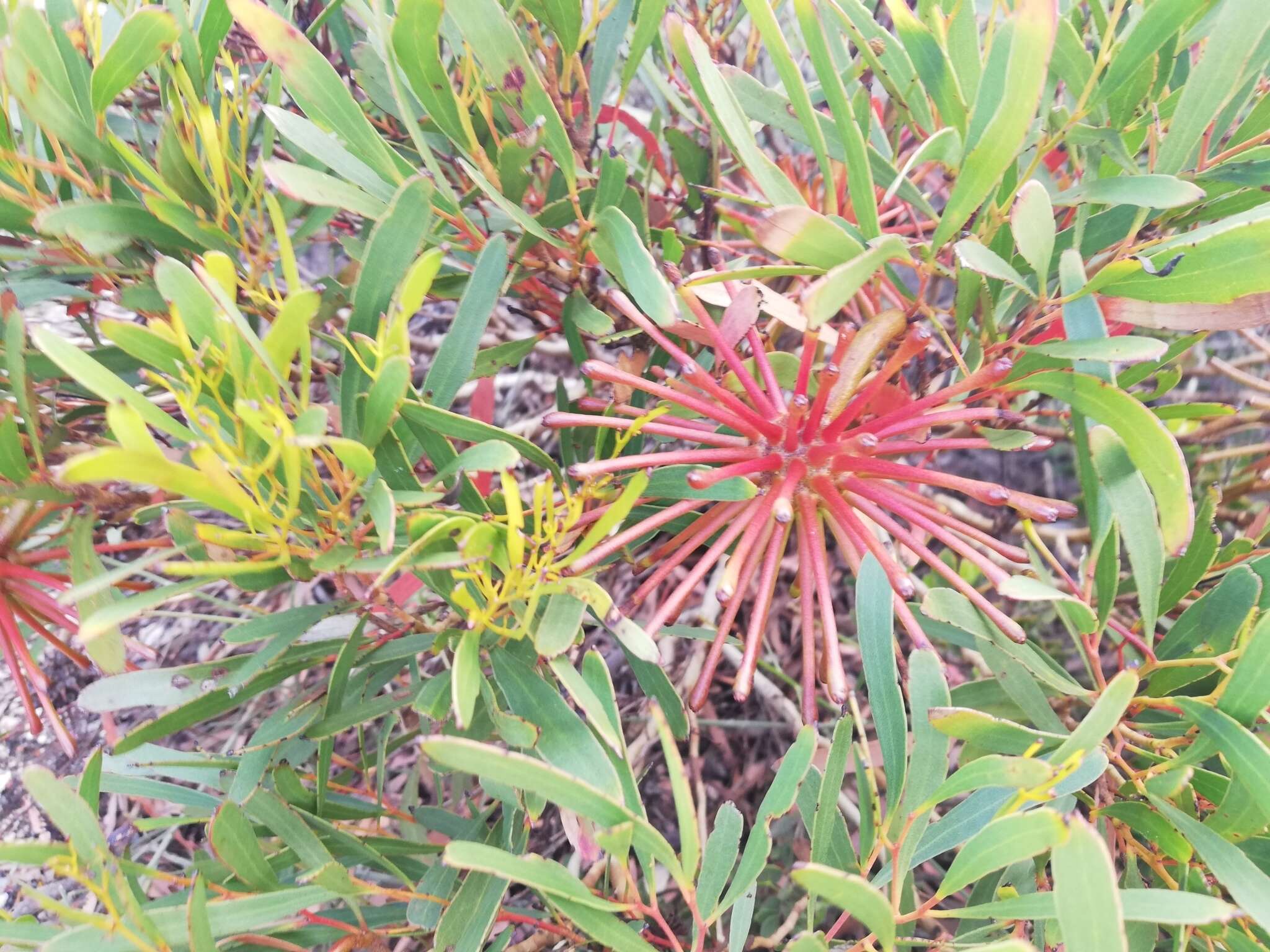 Image of Eucalyptus mcquoidii Brooker & Hopper