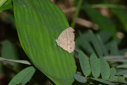 Image of Cissia themis