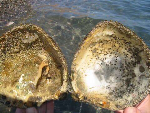 Image of giant Pacific eggcockle