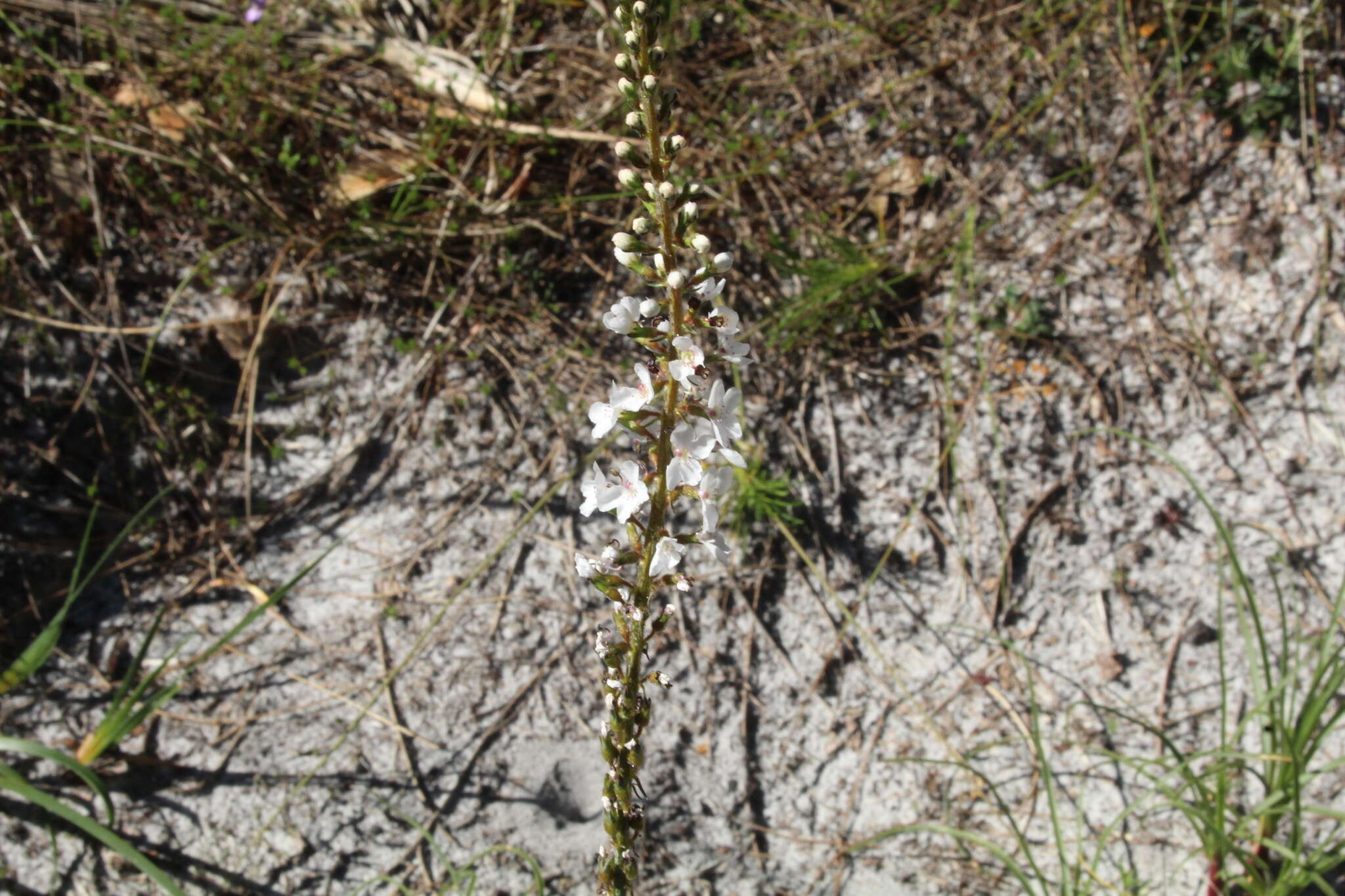 Image de Stylidium diversifolium R. Br.