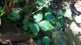 Image of Tiarella trifoliata var. trifoliata