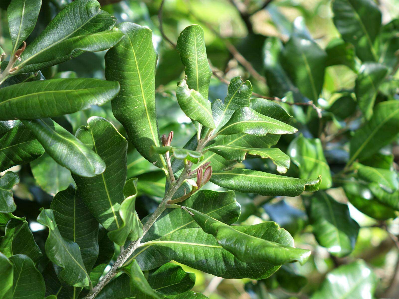 Image of Planchonella costata (Endl.) Pierre