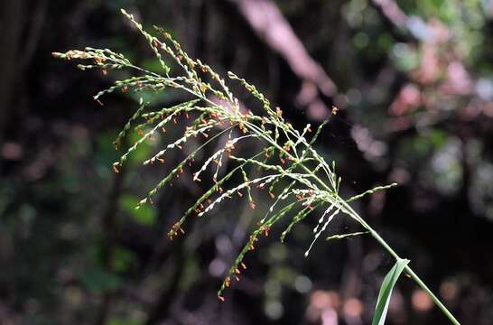 Image of broadleaf panicum