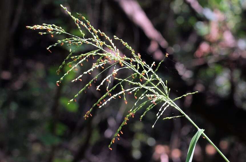 Panicum deustum Thunb.的圖片