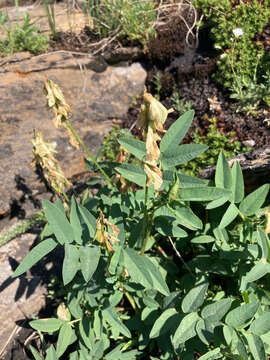 Image of white sweetvetch