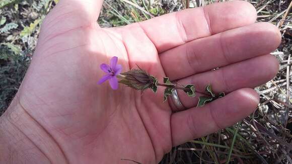 Imagem de Barleria pungens L. fil.