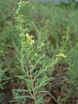 Image of Crocanthemum rosmarinifolium (Pursh) Janchen