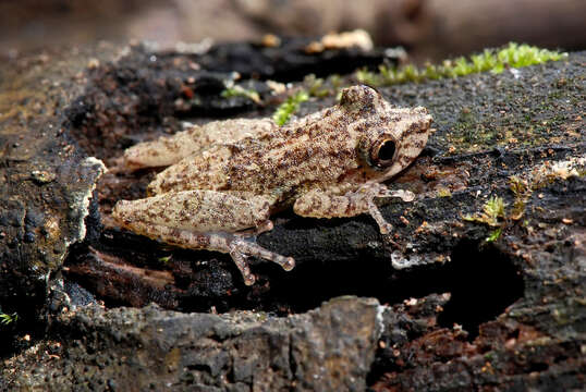 Image of Rio Mutum Snouted Treefrog