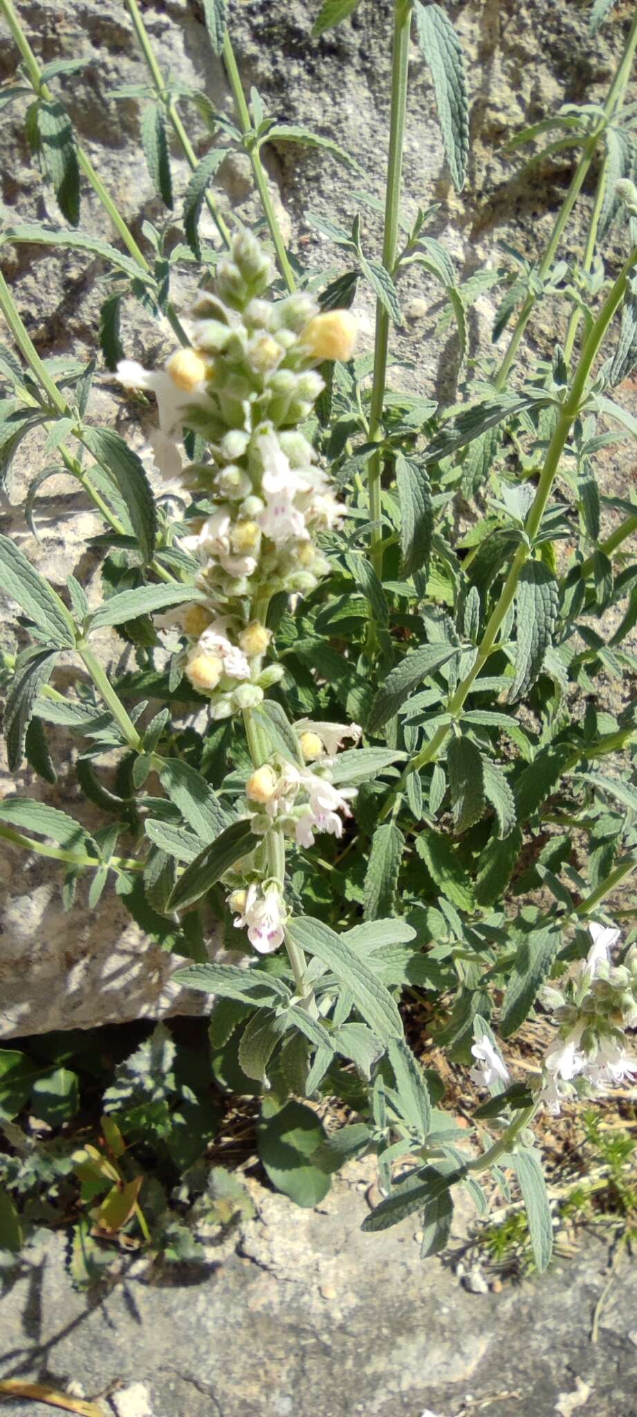 Image de Nepeta nepetella L.