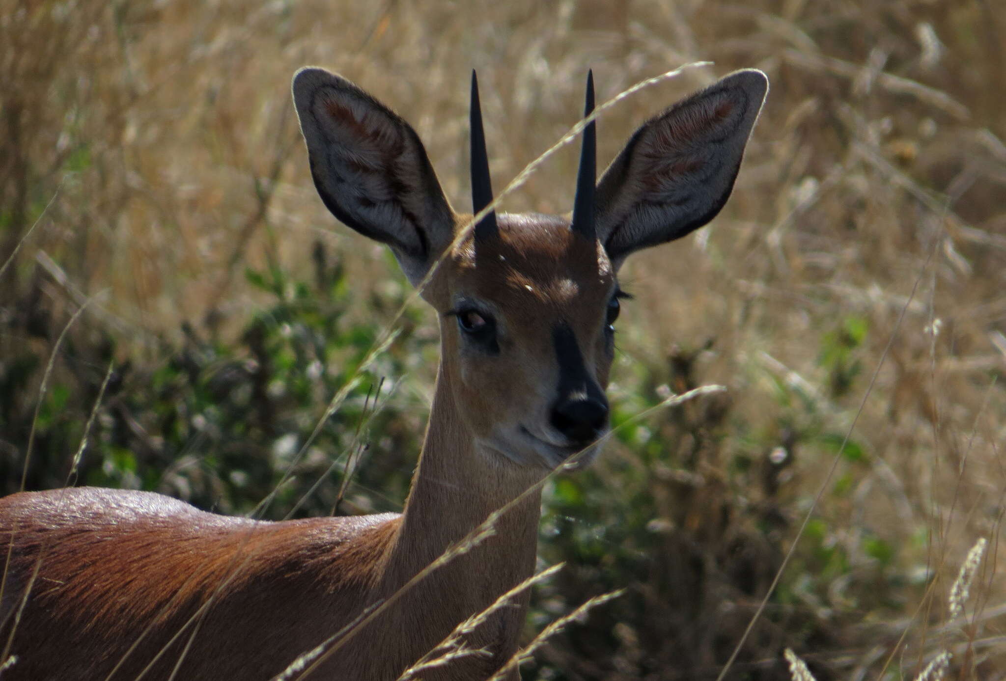 Image of Steenbok