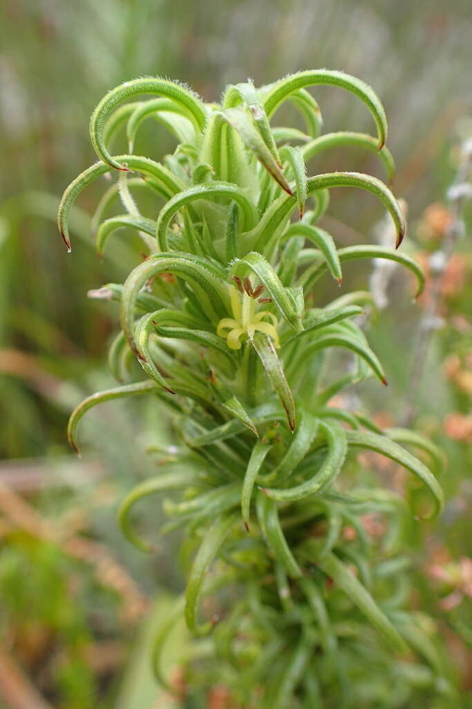 Image of Carpacoce heteromorpha (H. Buek) Bolus