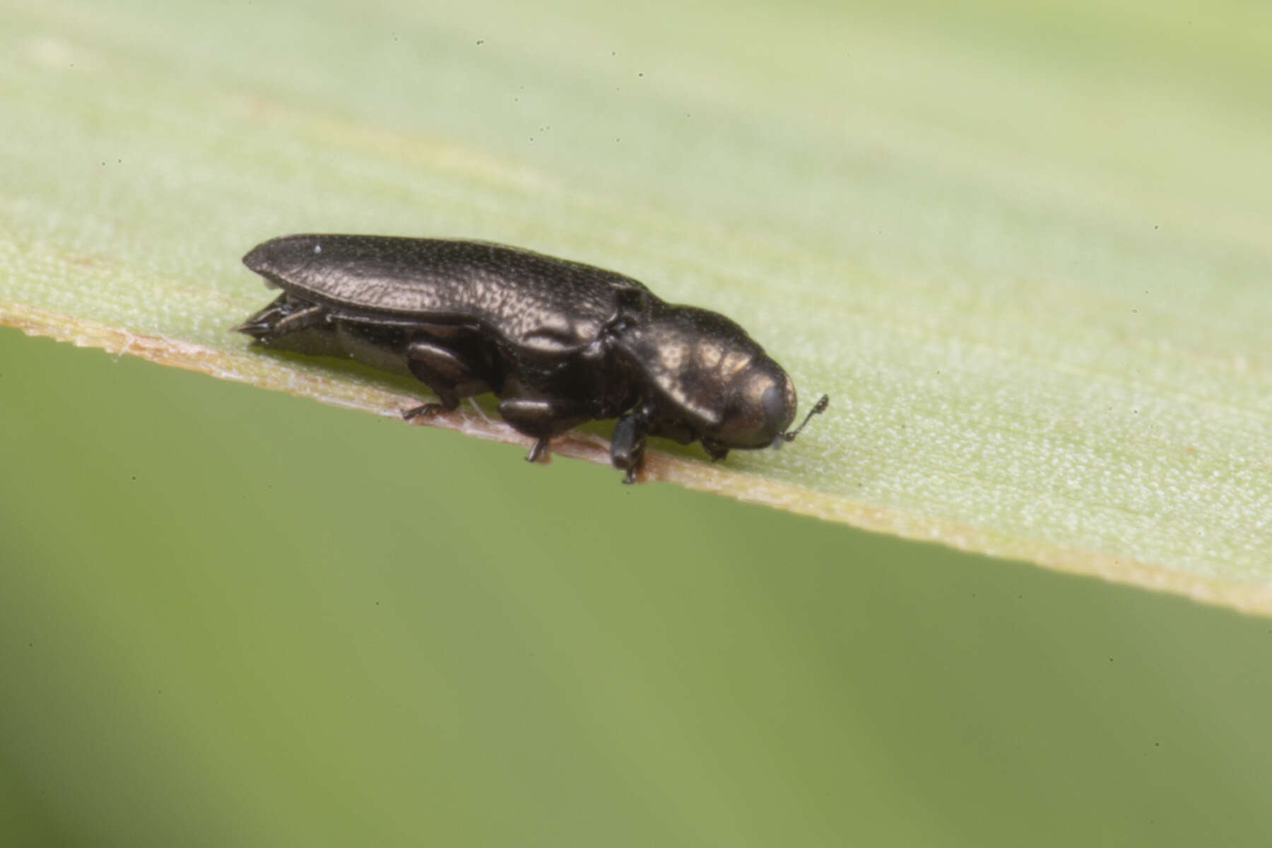 Aphanisticus cochinchinae Obenberger 1924 resmi