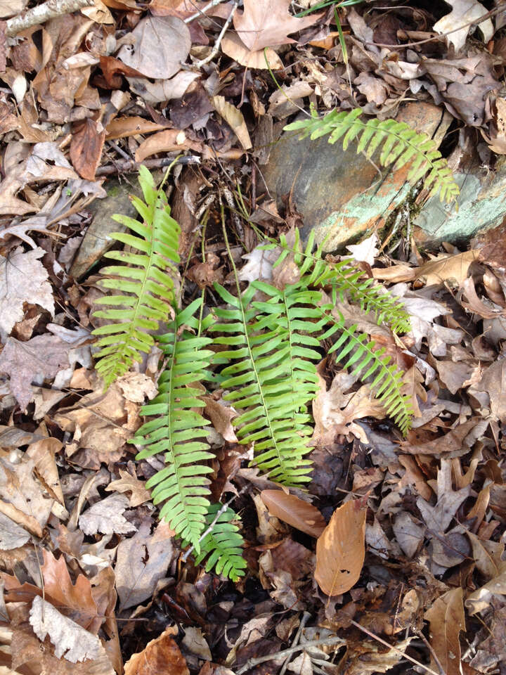 Plancia ëd Polystichum acrostichoides (Michx.) Schott