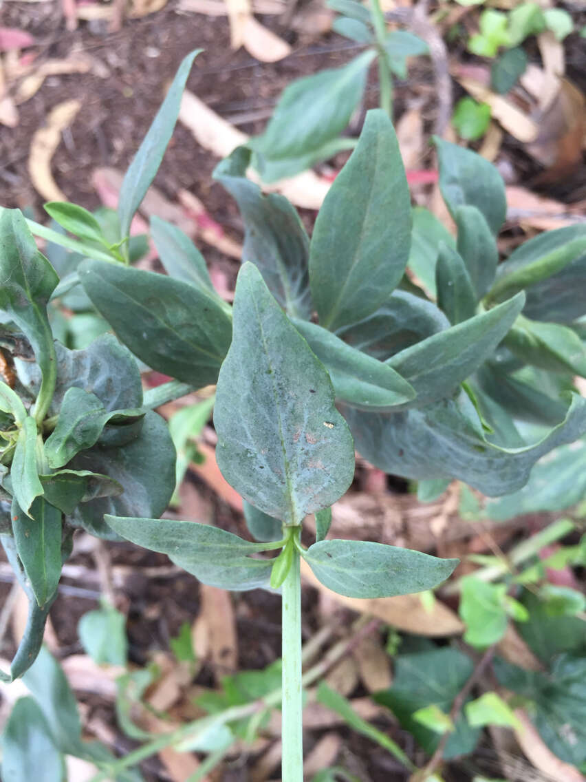 Image of Red Valerian