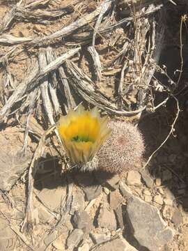 Image of Echinocereus dasyacanthus subsp. dasyacanthus