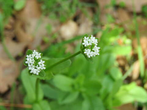 Image of beaked cornsalad