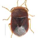 Image of Geocoris (Piocoris) putonianus Bergroth 1892