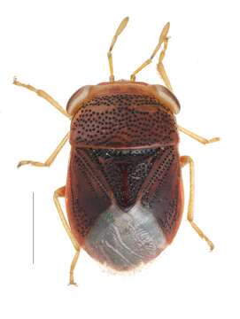 Image of Geocoris (Piocoris) putonianus Bergroth 1892