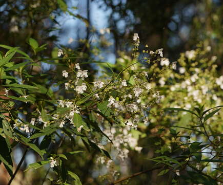 Image of Christmas Mintbush