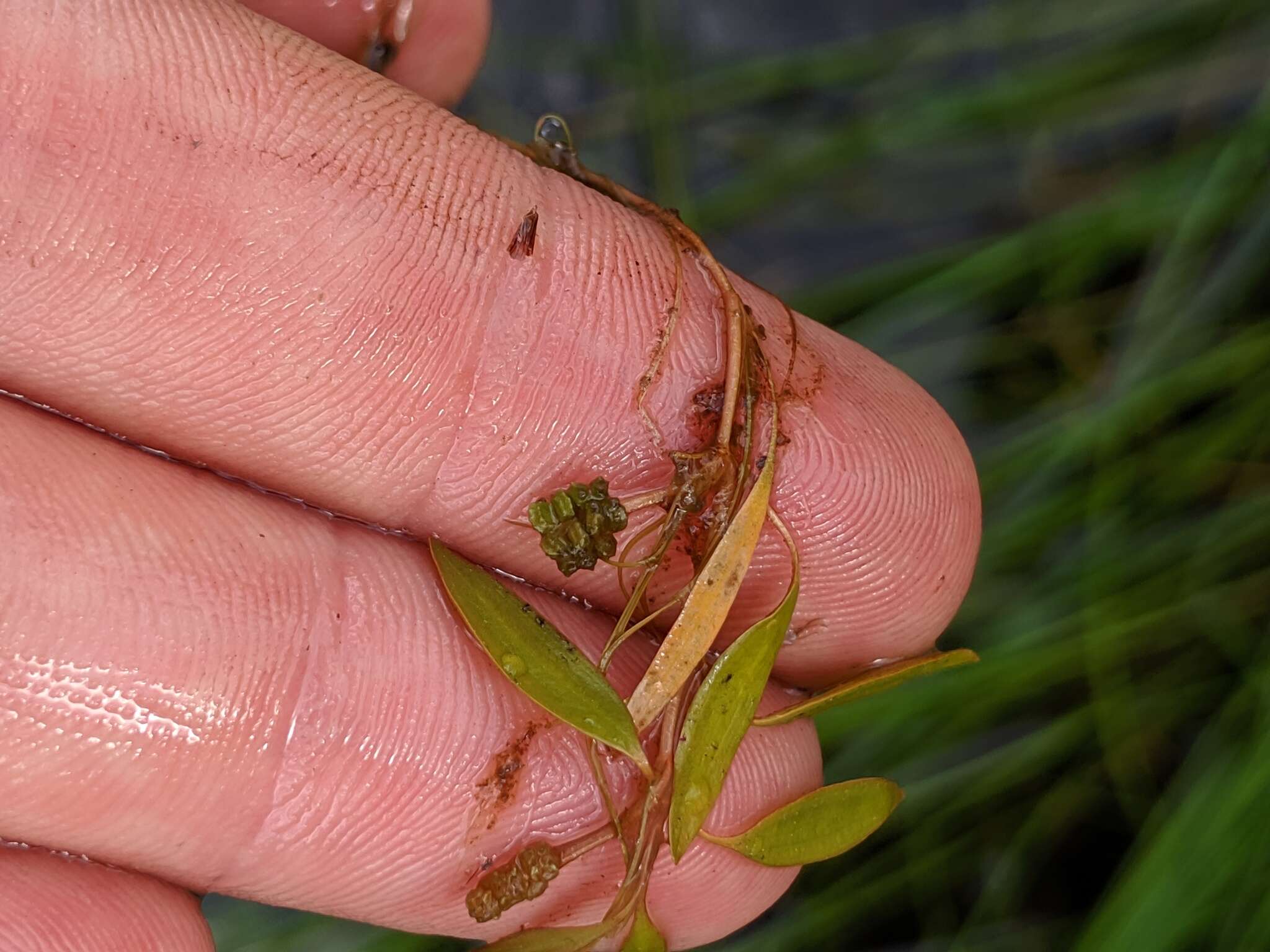 Image of Snail-Seed Pondweed