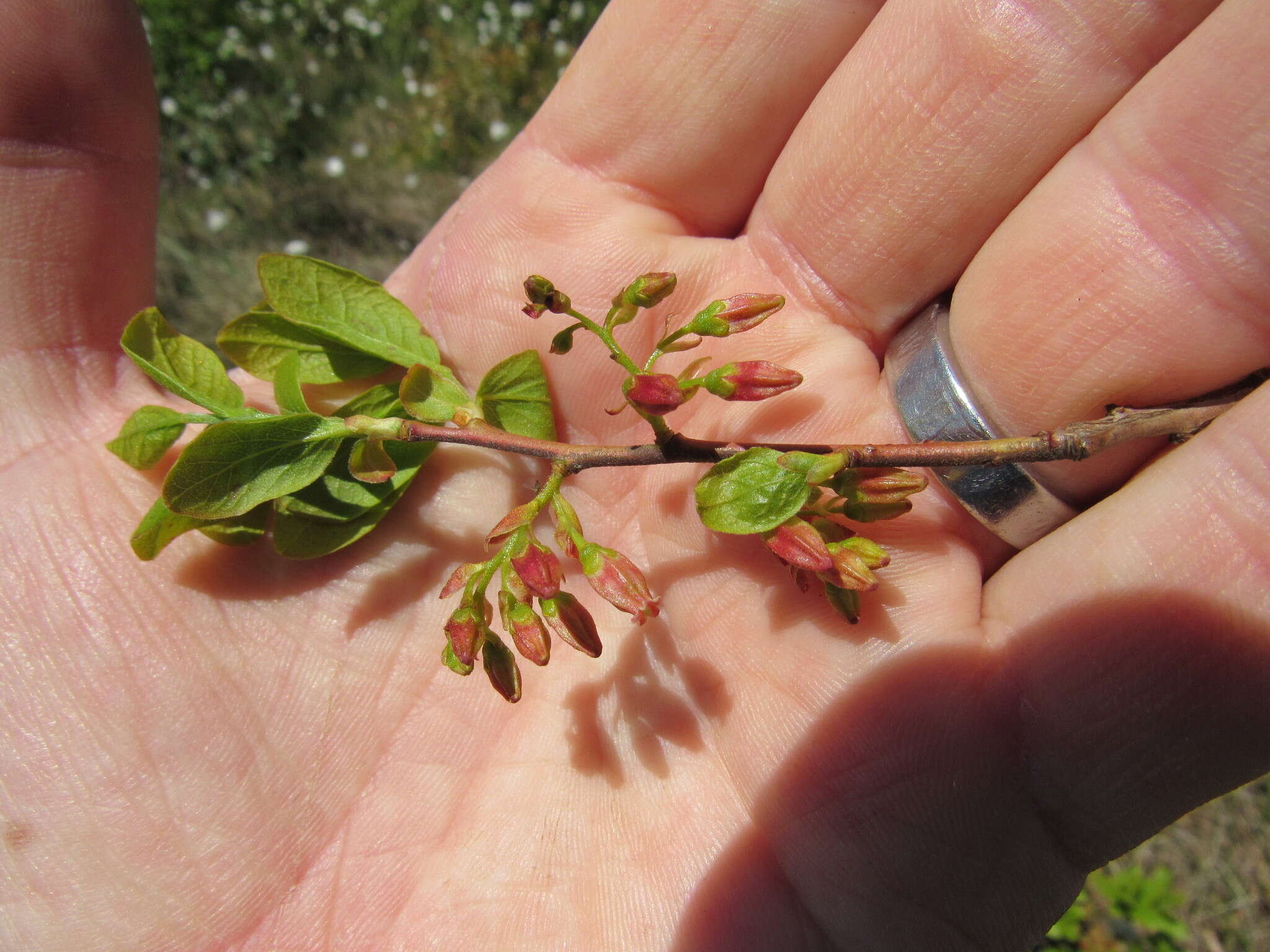 Image of Black Huckleberry