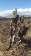 Image of Arborescent Pricklypear