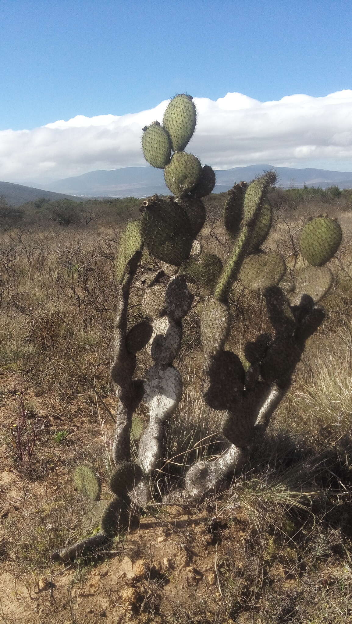 Plancia ëd Opuntia leucotricha DC.