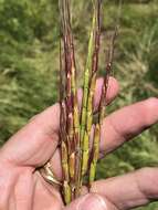 Image of jointed goatgrass