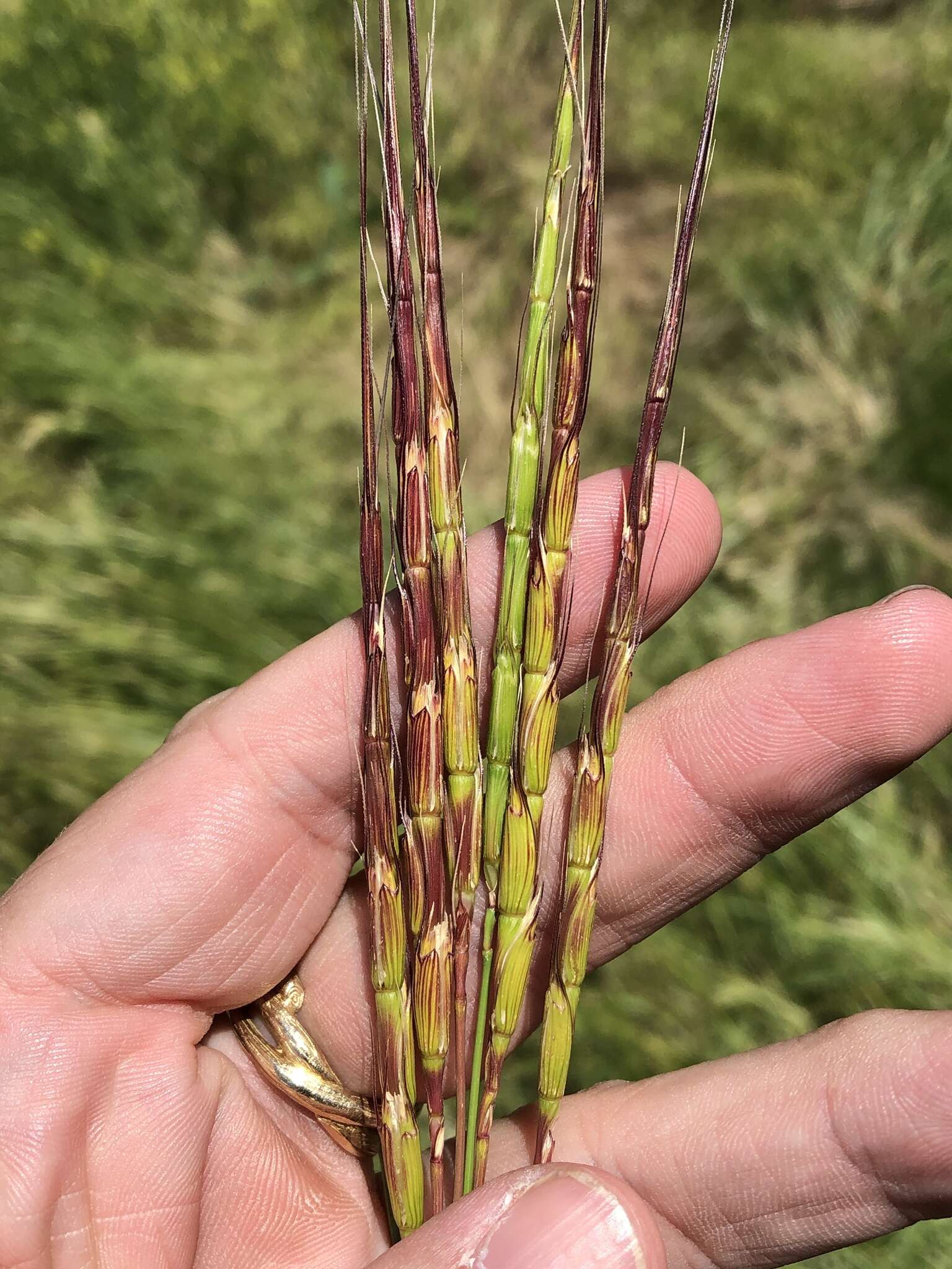 Plancia ëd Aegilops cylindrica Host