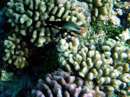 Image of Bird wrasse