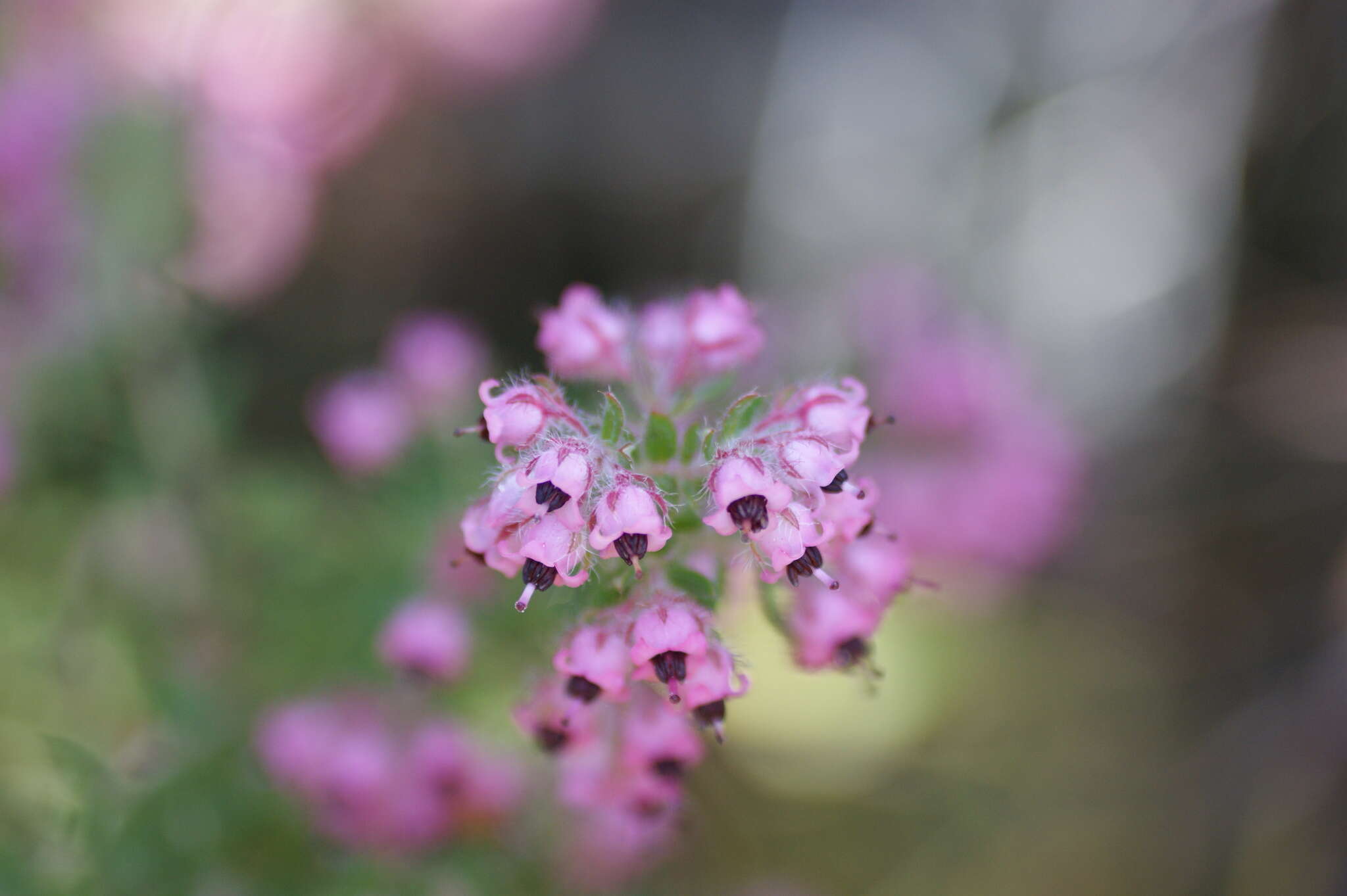 Plancia ëd Erica fausta Salisb.