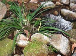 Image of Dwarf Sedge