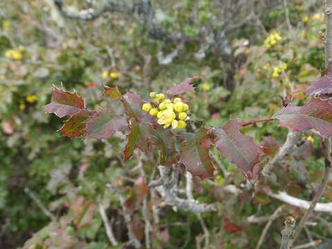 Image of Mahonia