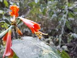 Image of Eucrosia stricklandii var. stricklandii