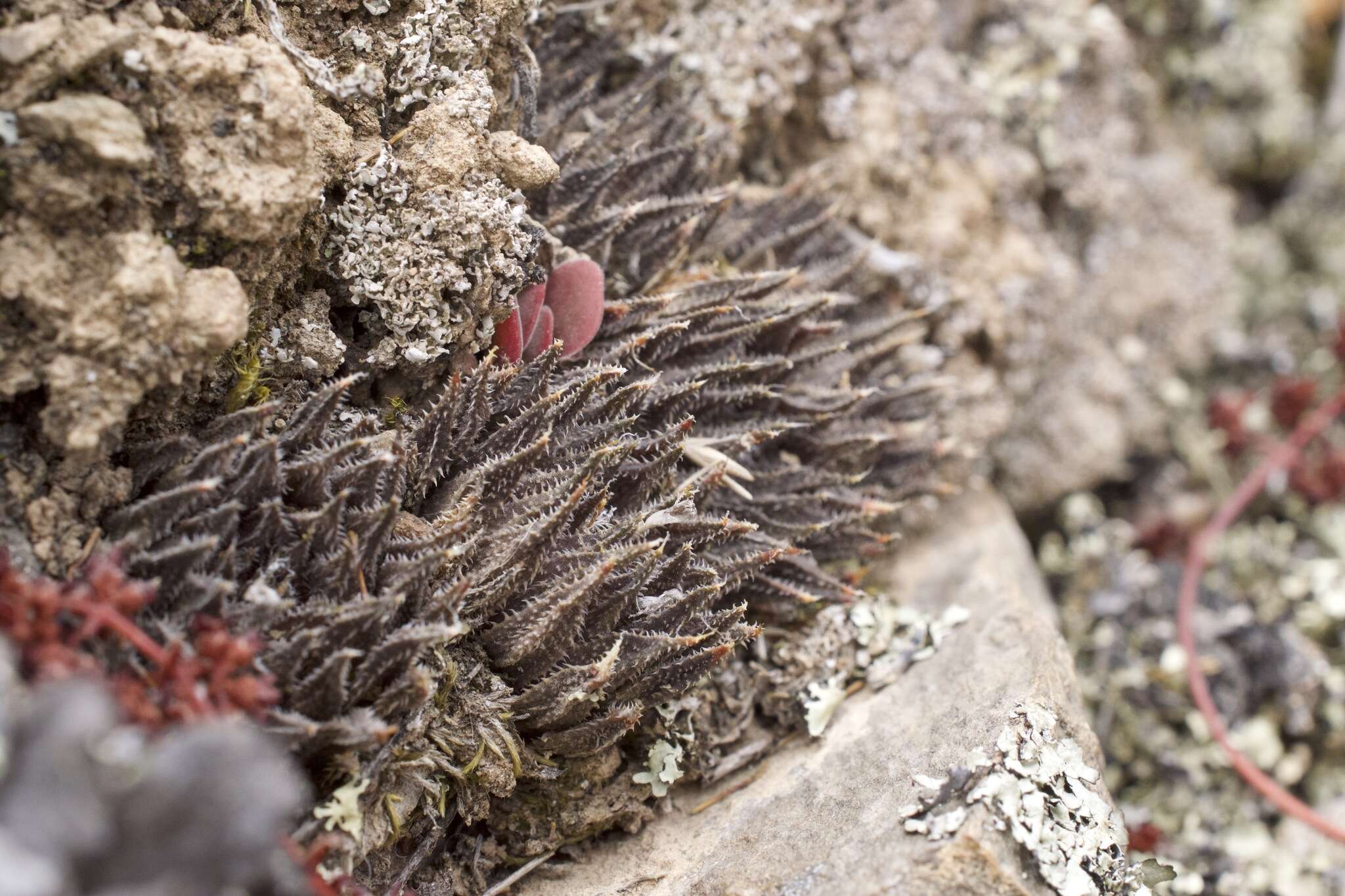 Image of Haworthia maraisii Poelln.