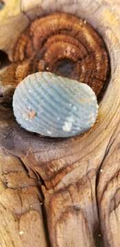 Image of Antillean nerite