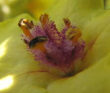 Image of nettle-leaf mullein