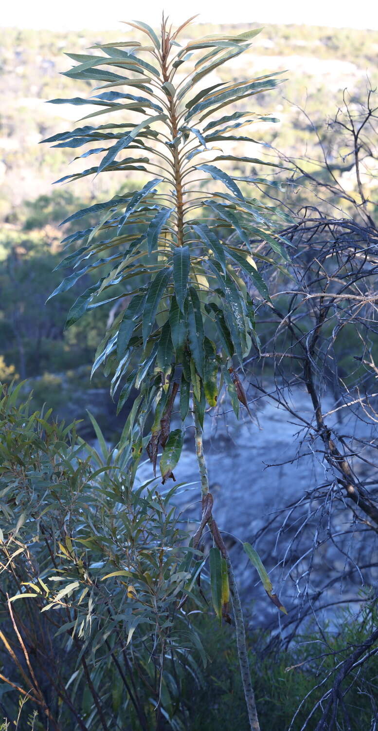 Image of Astrotricha pterocarpa Benth.