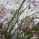 Image of Hermannia procumbens subsp. myrrhifolia (Thunb.) De Winter