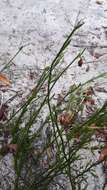 Image of Hermannia procumbens subsp. myrrhifolia (Thunb.) De Winter