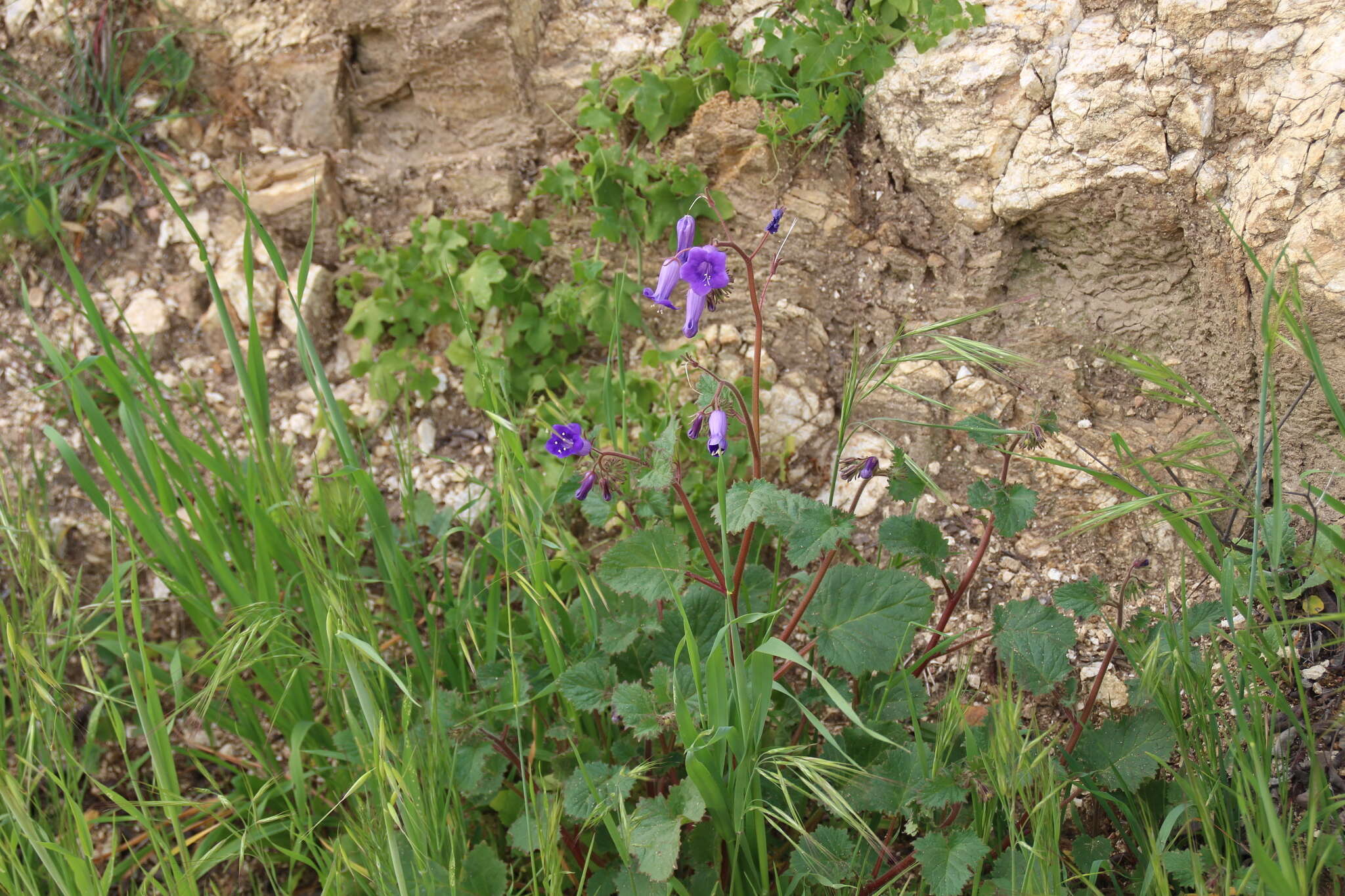 Image of wild canterbury bells