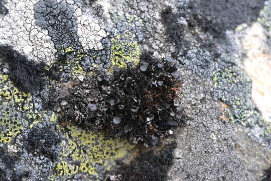 Image of brittle lichen