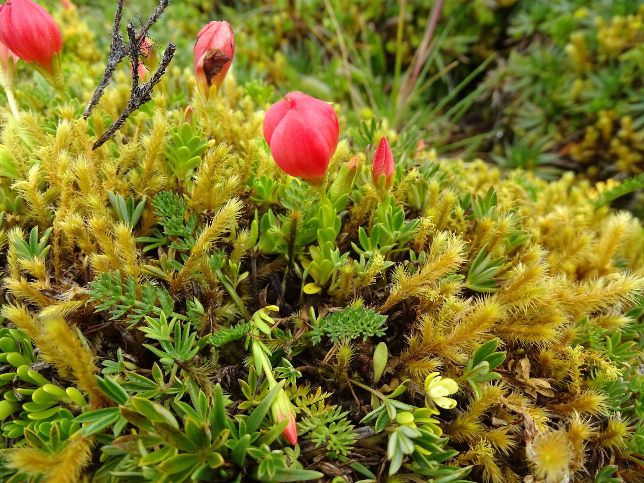 Image of Gentianella rupicola (Kunth) Holub