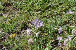 صورة Dianthus sternbergii Sibth.