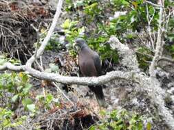 Image de Pigeon des lauriers